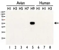 Anti-Avian Influenza A virus H9N2 HA (Hemagglutinin) antibody used in Western Blot (WB). GTX127306